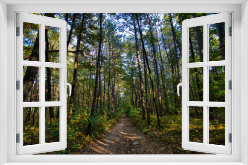Fototapeta Naklejka Na Ścianę Okno 3D - path in green forest 