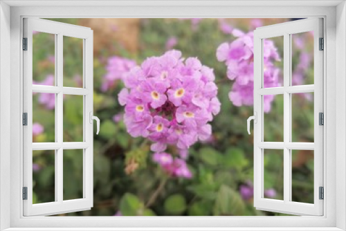 Fototapeta Naklejka Na Ścianę Okno 3D - Primer plano flores la Latana en España Andalucía