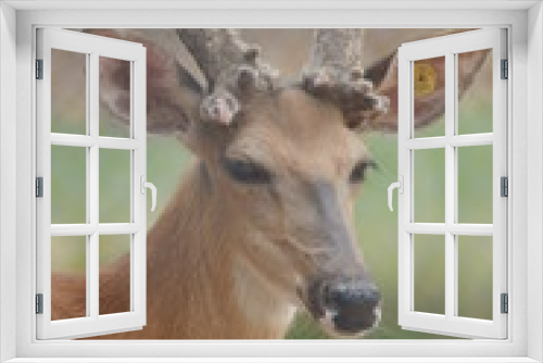Fototapeta Naklejka Na Ścianę Okno 3D - Deer