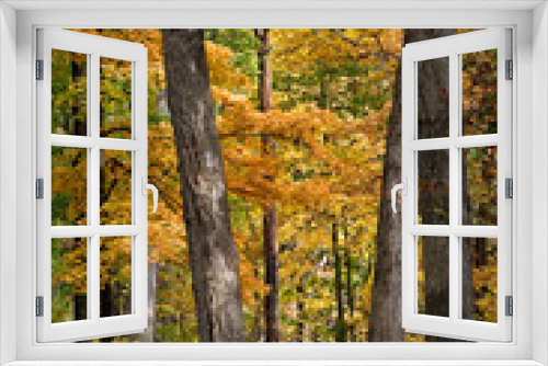 Fototapeta Naklejka Na Ścianę Okno 3D - Maple trees show off their golden autumn colors in a Midwest woodland.