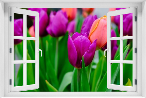 Fototapeta Naklejka Na Ścianę Okno 3D - tulip flower in garden