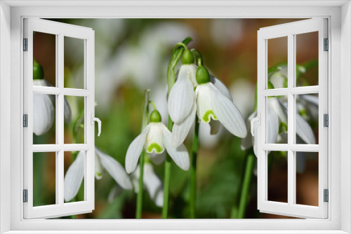 Fototapeta Naklejka Na Ścianę Okno 3D - Close-up of small white snowdrops growing in a meadow in spring in cold weather