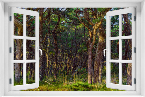 Fototapeta Naklejka Na Ścianę Okno 3D - Pine forest on dunes, Ecoregion pine wasteland, Cape Cod Massachusetts, US