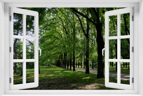 Fototapeta Naklejka Na Ścianę Okno 3D - Summer Park. Trees in the summer park.