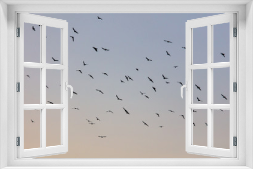 Fototapeta Naklejka Na Ścianę Okno 3D - A flock of birds at dawn
