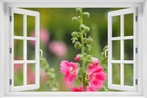 Fototapeta Naklejka Na Ścianę Okno 3D - Hollyhock, Althaea or Perennials Plant Flowers Pink flower in garden on blurred of nature background