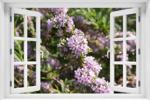 Fototapeta Naklejka Na Ścianę Okno 3D - Lila Blüten im Busch
