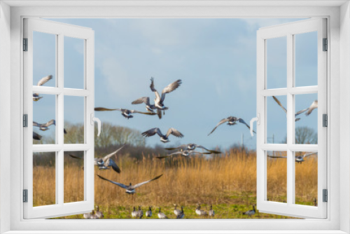 Fototapeta Naklejka Na Ścianę Okno 3D - Flock of geese flying in the sky of a natural park in winter 