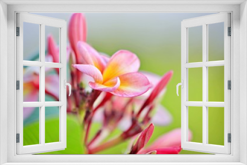 Fototapeta Naklejka Na Ścianę Okno 3D - Frangipani Blüten