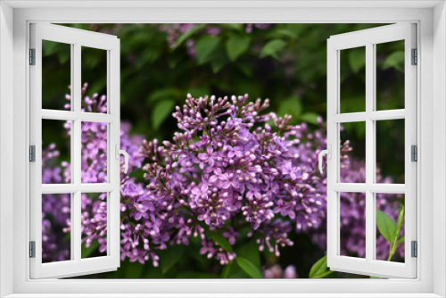 Fototapeta Naklejka Na Ścianę Okno 3D - Branch of blooming lilac. Flowers of lilacs (Syringa vulgaris). Macro image of spring lilac violet flowers, abstract soft focus floral background.