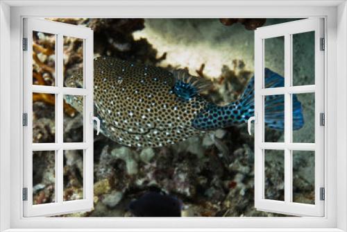 Fototapeta Naklejka Na Ścianę Okno 3D - Underwater world - Arabian Boxfish over the coral bottom.
