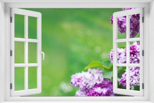 Fototapeta Naklejka Na Ścianę Okno 3D - Blooming lilac flowers