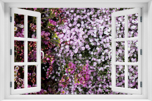 Fototapeta Naklejka Na Ścianę Okno 3D - Gypsophila floral card in lilac colors