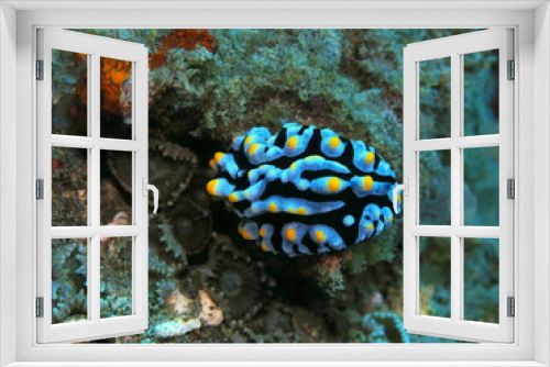 Fototapeta Naklejka Na Ścianę Okno 3D - The amazing and mysterious underwater world of Indonesia, North Sulawesi, Manado, sea slug