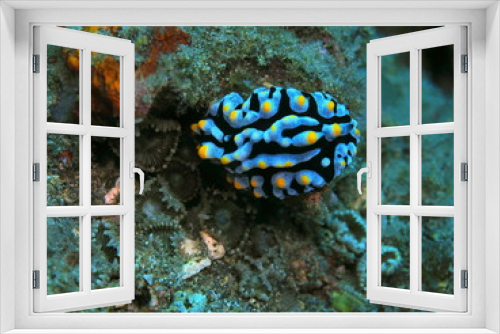 Fototapeta Naklejka Na Ścianę Okno 3D - The amazing and mysterious underwater world of Indonesia, North Sulawesi, Manado, sea slug