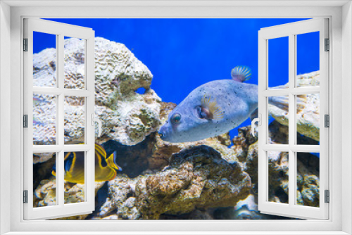 Fototapeta Naklejka Na Ścianę Okno 3D - Fugu puffer blowfish fish Arothron Hispidus in aquarium as nature underwater sea life background