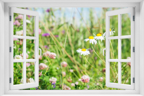 Fototapeta Naklejka Na Ścianę Okno 3D - Summer floral landscape. Field with Wildflowers. Daisies. Chamomile