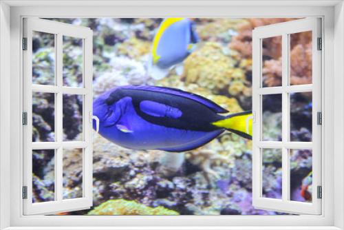 Fototapeta Naklejka Na Ścianę Okno 3D - Paracanthurus hepatus or surgeonfish in aquarium