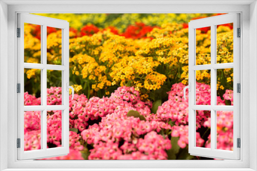 Fototapeta Naklejka Na Ścianę Okno 3D - Close up beautiful small pink and yellow flowers background.