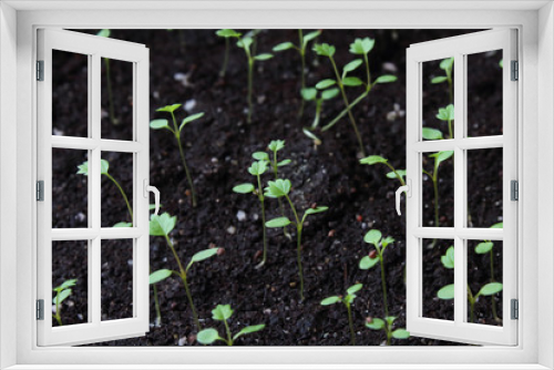 Fototapeta Naklejka Na Ścianę Okno 3D - Strawberry seedlings. Top view. Close-up. Background. Texture.