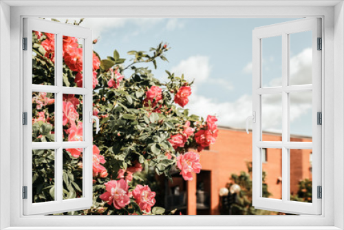 Fototapeta Naklejka Na Ścianę Okno 3D - Wild roses blooming in front of a brick building