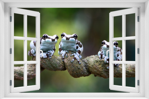 Fototapeta Naklejka Na Ścianę Okno 3D - Three amazon milk frog on branch, Panda Bear Tree Frog, animal closeup