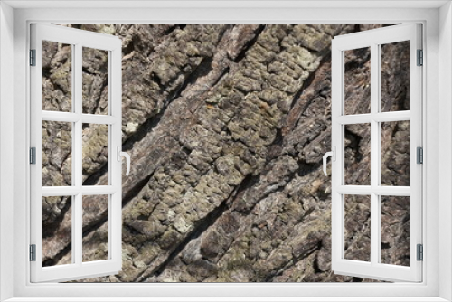 Fototapeta Naklejka Na Ścianę Okno 3D - wood bark texture closeup for natural brown abstract bacgkround