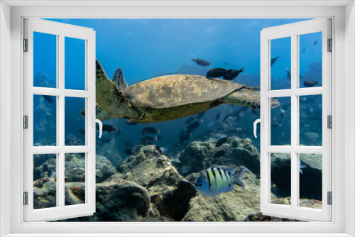 Fototapeta Naklejka Na Ścianę Okno 3D - Turtle Gliding though the Ocean with Fish in the Background