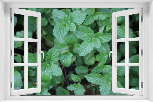 Fototapeta Naklejka Na Ścianę Okno 3D - peppermint herb or vegetables for cook