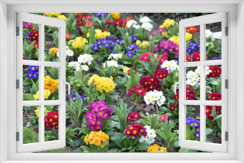 Fototapeta Naklejka Na Ścianę Okno 3D - Primevères multicolores au jardin au printemps