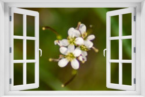 Fototapeta Naklejka Na Ścianę Okno 3D - Wild flower in spring season