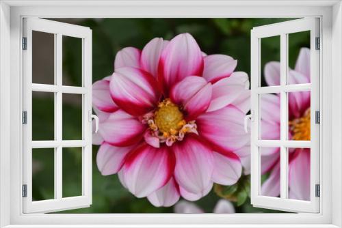 Fototapeta Naklejka Na Ścianę Okno 3D - Close up of one beautiful small vivid pink and white dahlia flower in full bloom on blurred green background, photographed with soft focus in a garden in a sunny summer day