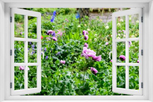 Fototapeta Naklejka Na Ścianę Okno 3D - Close up of many large light purple poppy flowers in a sunny summer garden, beautiful outdoor floral background photographed with soft focus