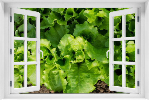 Fototapeta Naklejka Na Ścianę Okno 3D - Growing green lettuce in the northern Bulgaria in the summer