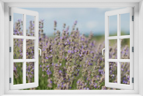 Fototapeta Naklejka Na Ścianę Okno 3D - Field of purple lavender.