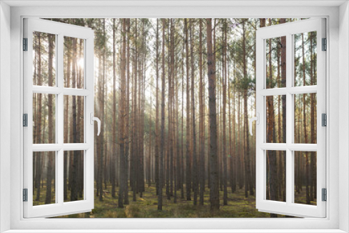 Fototapeta Naklejka Na Ścianę Okno 3D - Przedwiośnie. Mglisty poranek w so0snowym lesie.