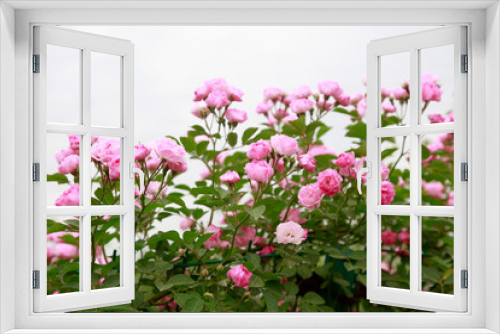 Fototapeta Naklejka Na Ścianę Okno 3D - Roses in the botanical garden