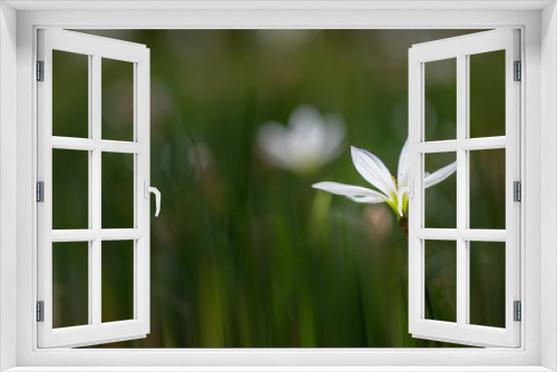 Fototapeta Naklejka Na Ścianę Okno 3D - Close up of white chrysanthemum