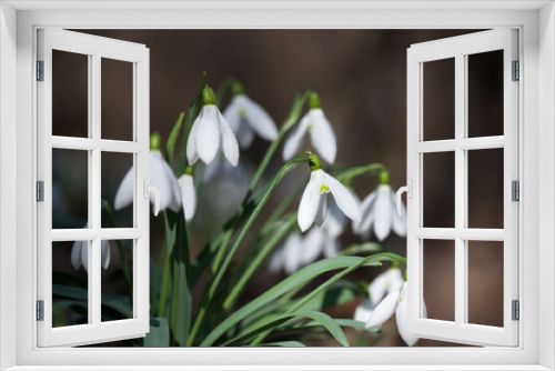 Fototapeta Naklejka Na Ścianę Okno 3D - Close up of snowdrop flowers blooming in sunny spring day - selective focus, copy space