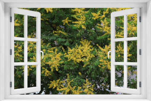 Fototapeta Naklejka Na Ścianę Okno 3D - goldenrain tree flowers in the garden