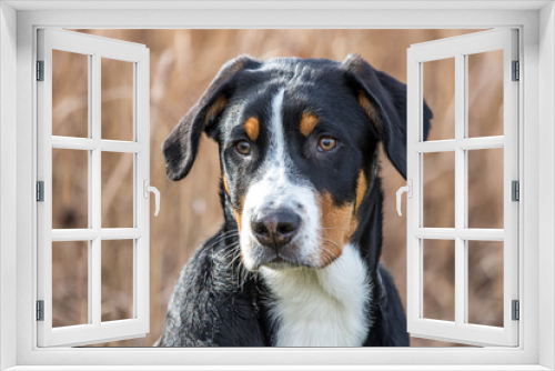 Fototapeta Naklejka Na Ścianę Okno 3D - Großer Schweizer Sennenhund im Portrait