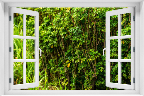 Fototapeta Naklejka Na Ścianę Okno 3D - beautiful natural green garden grass and tree Thailand ha hin