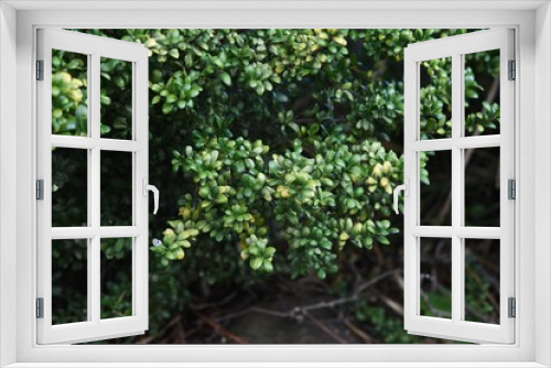 Fototapeta Naklejka Na Ścianę Okno 3D - Japanese box tree (Buxus microphylla)