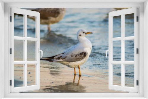 Fototapeta Naklejka Na Ścianę Okno 3D - Beautiful young seagull on the beach, sunset and colorful waters, bird walking on the beach, sea waves hitting the shore