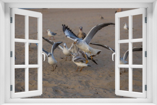 Fototapeta Naklejka Na Ścianę Okno 3D - białe mewy ptaki na plaży nad morzem