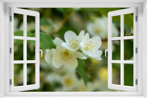 Fototapeta Naklejka Na Ścianę Okno 3D - Beautiful blossoming branch of jasmine in garden