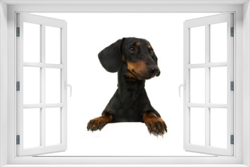 Fototapeta Naklejka Na Ścianę Okno 3D - dachshund dog  with paws over black edge. looking side Tilting head side. Isolated on white background.