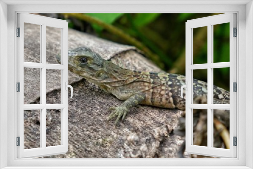 Fototapeta Naklejka Na Ścianę Okno 3D - Belize – Iguana lizard at Half Moon Caye Island