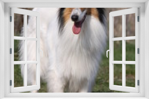 Fototapeta Naklejka Na Ścianę Okno 3D - Langhaar Collie