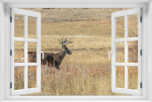 Fototapeta Naklejka Na Ścianę Okno 3D - Buck Whitetail deer in Colorado During the Rut in Autumn